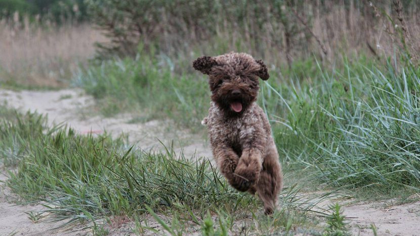 Brun lagotto som springer i gräset